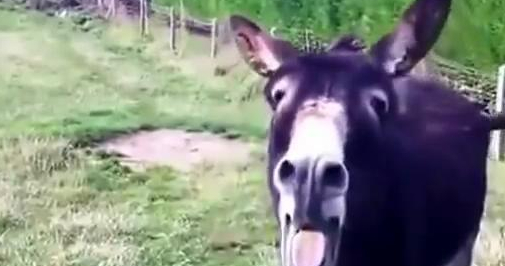 原创动物吃辣椒是什么反应哈士奇被辣哭小驴被辣到心态爆炸