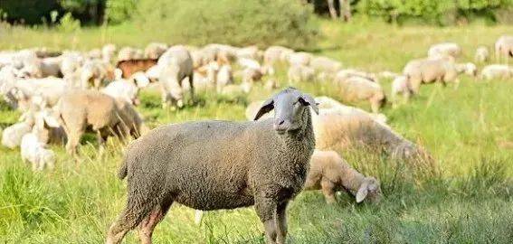 天暖了春天养羊经常出现的疾病症状及防治方法
