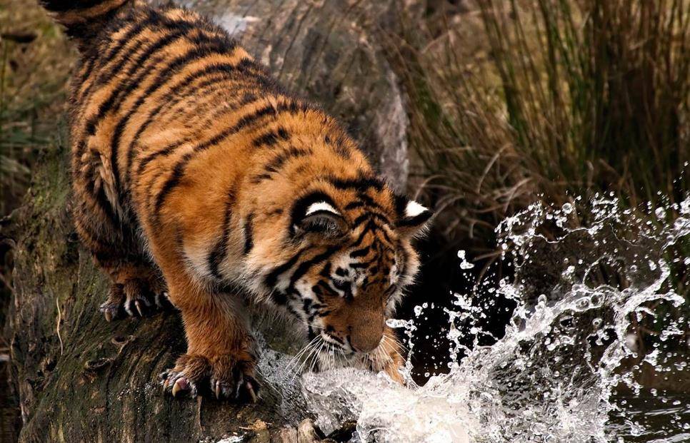 原创可怕的食人虎流窜两国之间吃掉436人被击杀后才知其吃人缘由