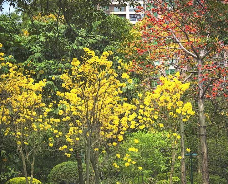 广州常见的花图片