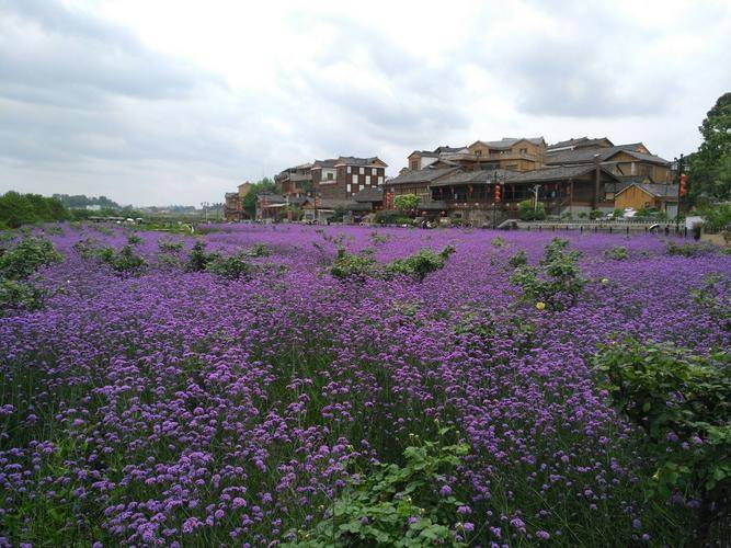 贵州好花红旅游景点介绍,"好花红"乡村游 在惠水等你