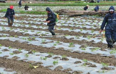 原创苦瓜怎么栽培种植能高产功效和药用价值有哪些值得收藏