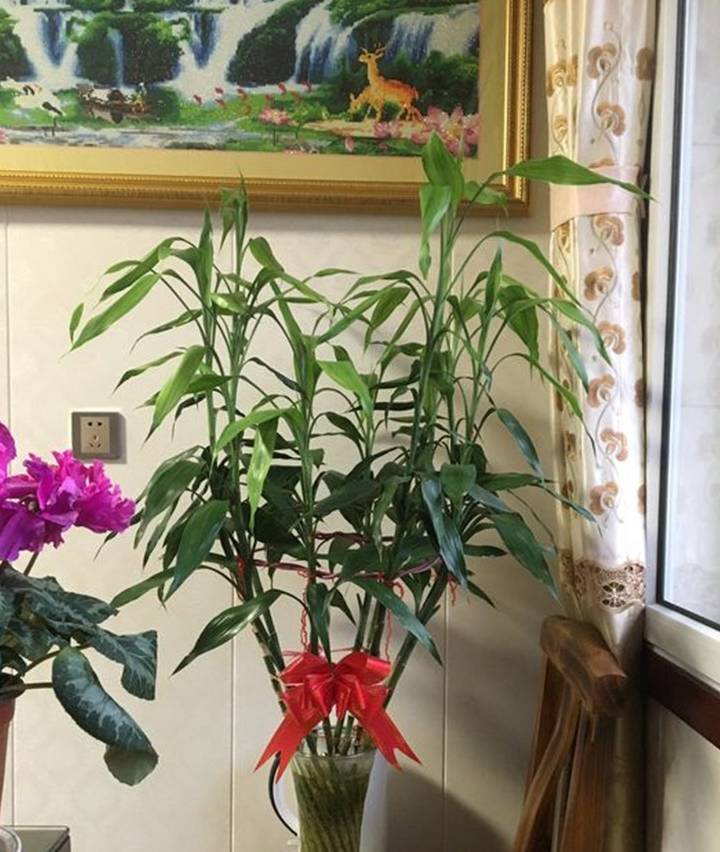 富贵竹黄叶别"瞎折腾",必备3技能,全年都葱郁!_花友_养护_修剪