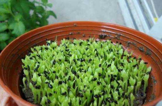 在养花的过程中还是很有趣的,像常见的花卉还是有很多的,比如蟹爪兰