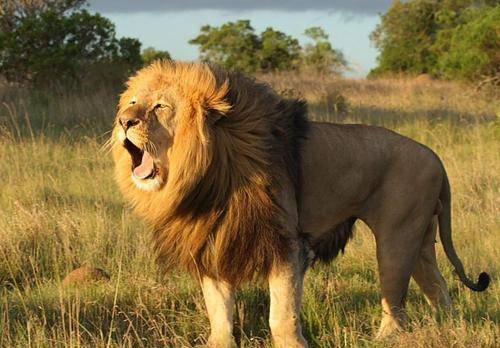 汉武帝不喜欢胡人进贡的猛兽,拿去喂老虎,不料老虎却伏地不敢动_狮子