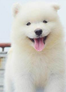 原创宠物狗狗谁的笑容最迷人法牛最甜美二哈迷之微笑