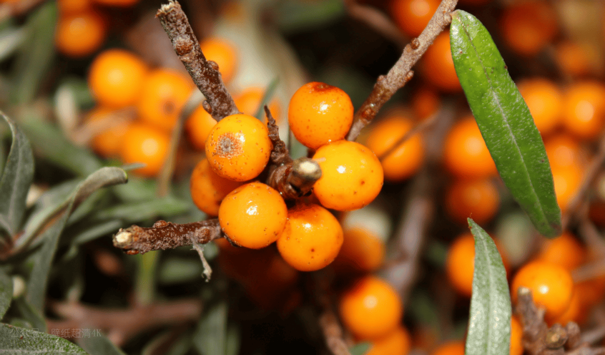 还在为三高困扰?什么水果降三高?快来了解一下吧!_沙棘_原浆_降低