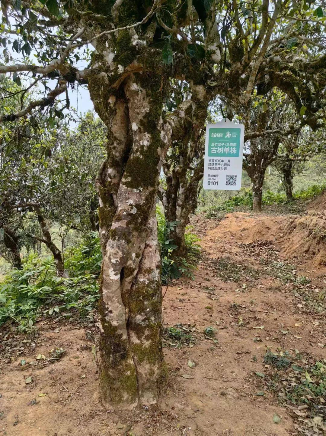 滑竹梁子的古树茶散落的分布在茶园各个角落,还有极其难攀爬的高杆