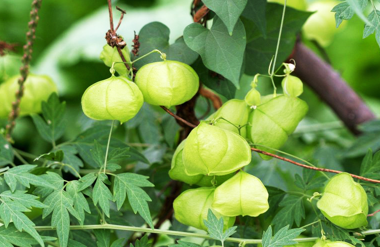 常见的灯笼草或是菇凉果的果实,不过有一点区别的就是它是呈三角形的