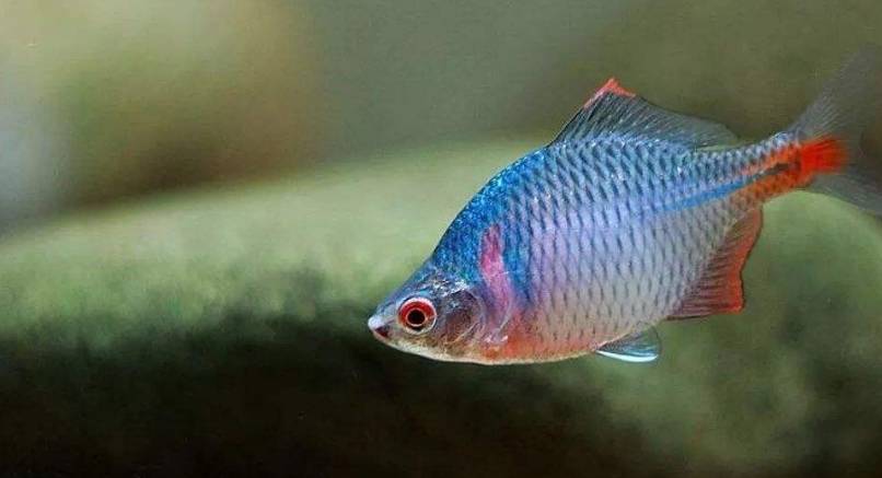 它可曾是原生鱼圈子的风向标_鱼缸_饲料_观赏鱼