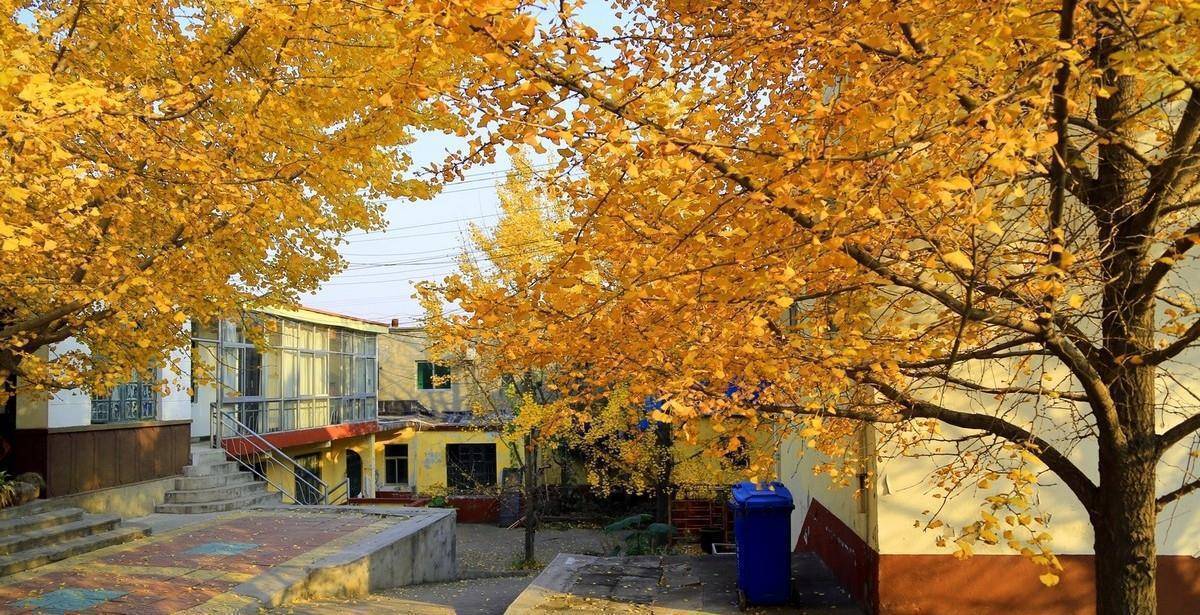 山东临沂这个县城,被誉为"天下银杏第一乡",交通便利游客众多_郯城_官