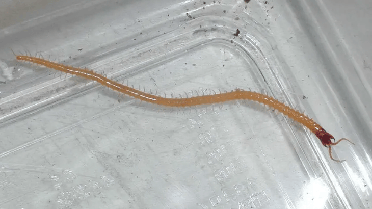 怎么消灭蜈蚣和预防蜈蚣来犯