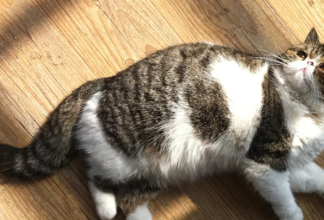 原创母猫生完宝宝肚子依然巨大医生没了肚子里只剩下猫粮跟屁