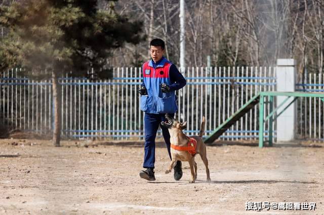 甘肃本地犬种图片