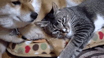 喵喵喜欢枕着狗子的胳膊睡觉，甜死啦……