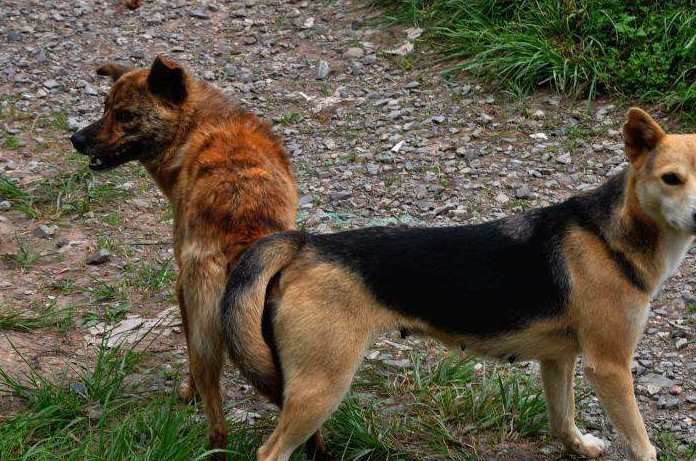 什么样的公狗可以让女嘉宾24盏灯全灭狗狗择偶也看颜值