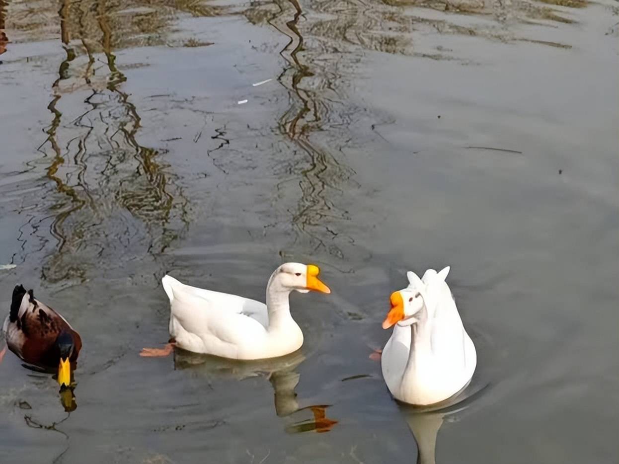 甲辰春咏四题外四首