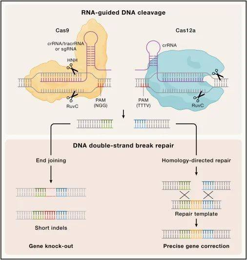 crispr-cas9系统的功能机制在2012年被jennifer doudna和emmanuelle