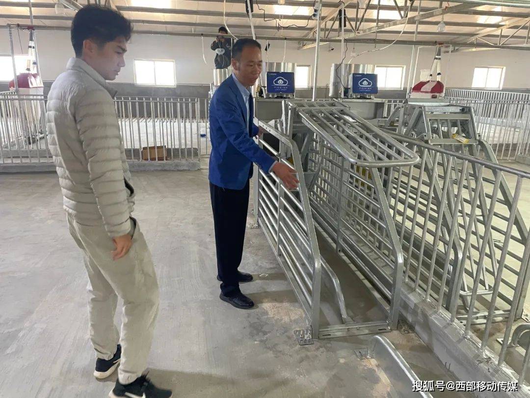 云南江川猪厂自动化引领养殖现代化