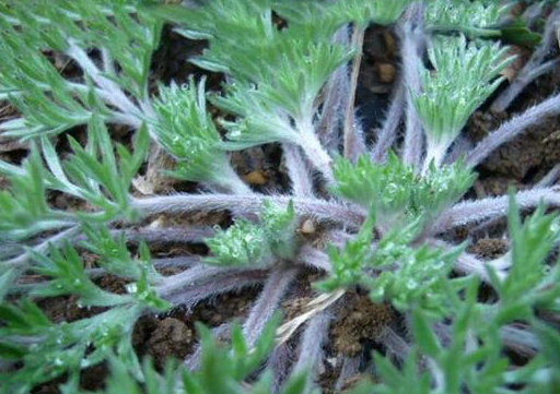 就比如说萝卜子叫莱菔子,橘子皮叫陈皮,瓜蒂叫苦丁香,苦楝子叫金铃子