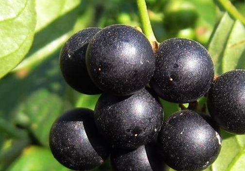 它的果实似蓝莓农民当杂草除掉却不知是珍贵的金吊柳