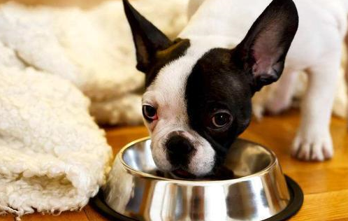 狗狗_时尚_邻居