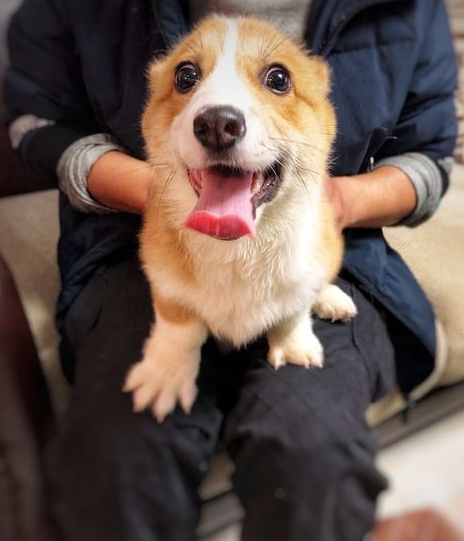 都说柯基的智商很高,然而它们一点都不听话,任何