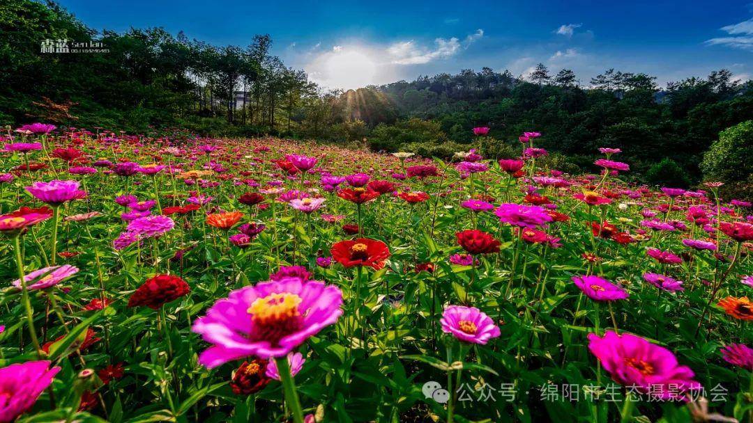 绵阳市生态摄影协会应邀参加2024年药王谷第十五届辛夷花节