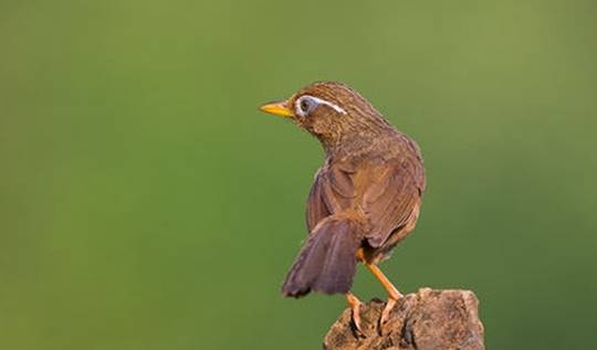鸟友们都知道,我们在选择画眉鸟的时候,都是通过它外貌上的一些特征