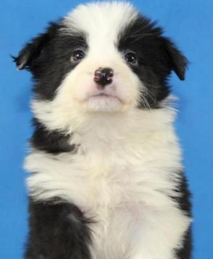 到犬舍买边牧要注意,别说这5句话,会被商家坑_纯种_价格_毛发