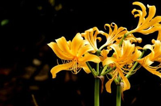 原创彼岸花的由来又有着一个怎样的传说