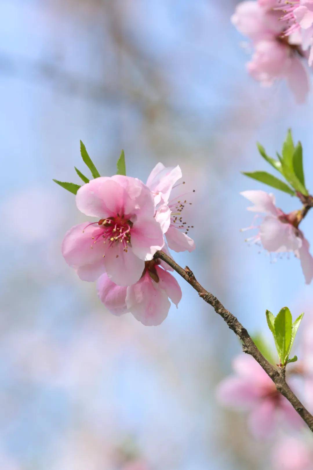 三月芳菲盛踏青正当时青山藏着一座桃花岛