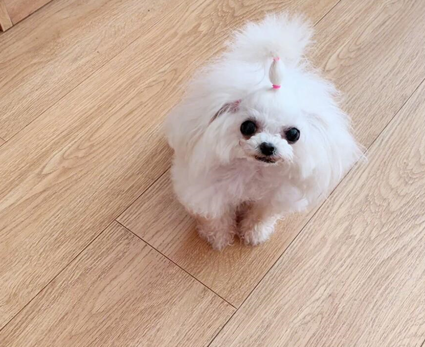 关于茶杯犬,铲屎官有太多的误会,它们其实并不特别凄