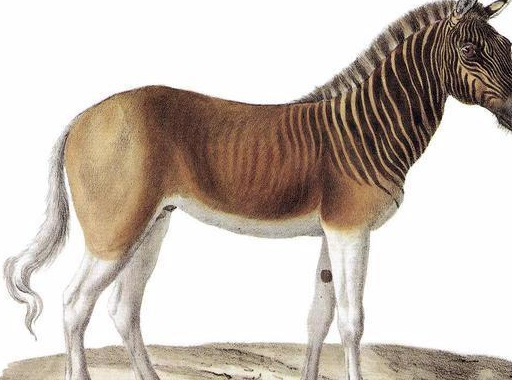 才不,你可是斑驴啊!_生活_斑马_草原