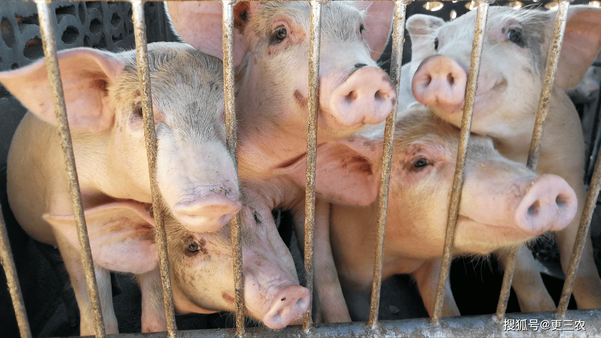 原创卖1头赚200块生猪涨价超预期养殖户的春天来了