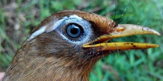 画眉鸟总是不长膘都是什么东西影响了