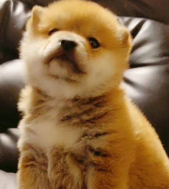 柴犬可以说在2-5个月期间,如果您的训练方法得当,那么它将会是一只