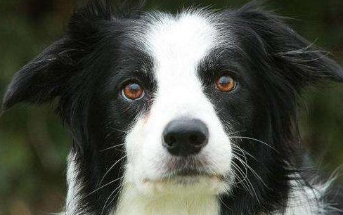 到犬舍买边牧要注意,别说这5句话,会被商家坑_纯种_价格_毛发