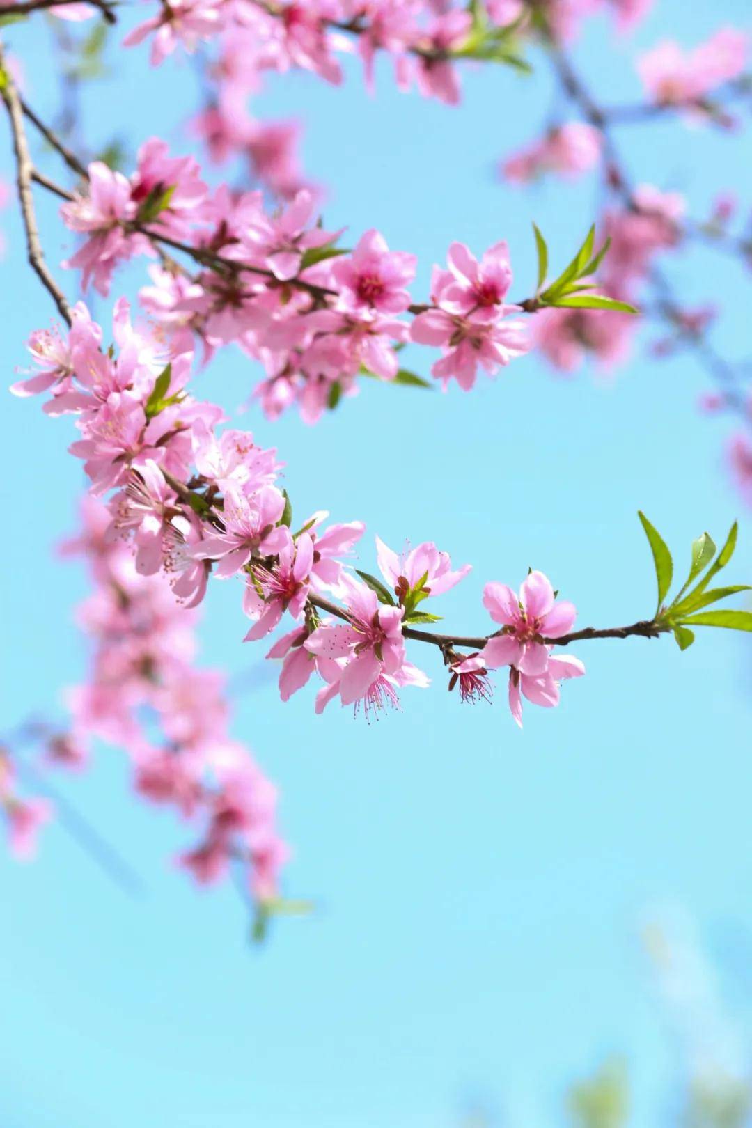 三月芳菲盛踏青正当时青山藏着一座桃花岛