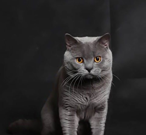 英短优点很多对于想要养猫的人来说是个不错的选择