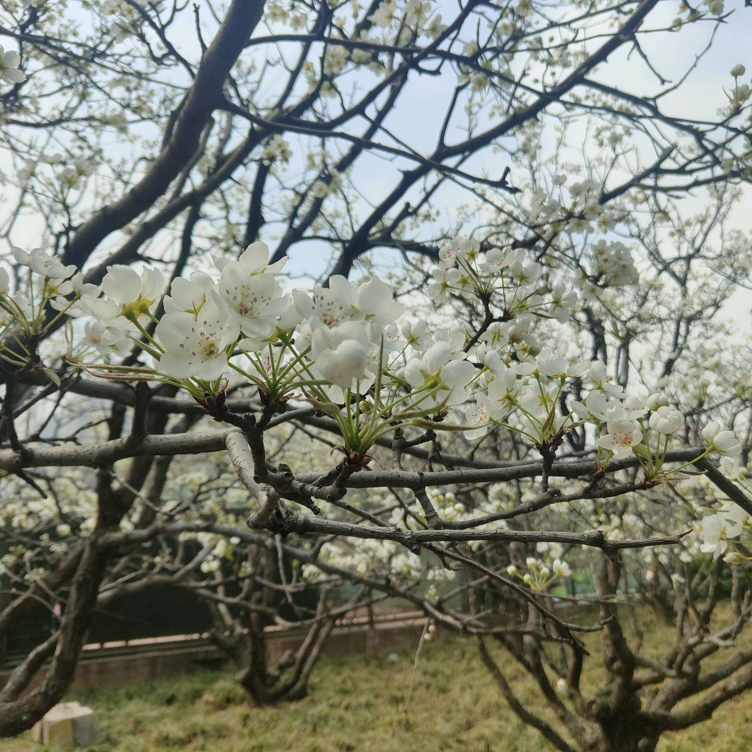 戚建庄摄影诗歌‖春来门前梨花开