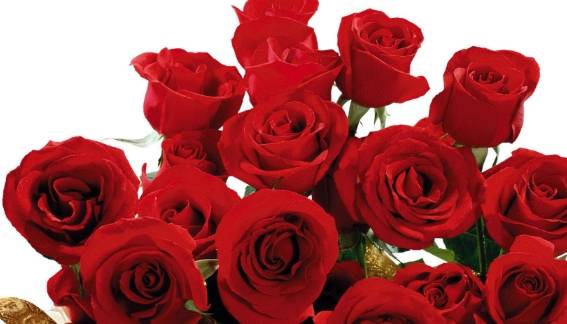 原创在院中养上一株玫瑰花注意到了这5点开出来的花娇艳欲滴