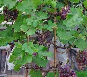 原创阳台盆栽葡萄树简单种植养护来年挂果采摘1大盆值