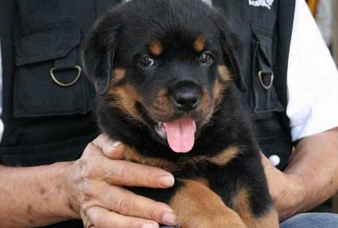 罗威纳一生最好训练的"黄金阶段",宠主请收好!