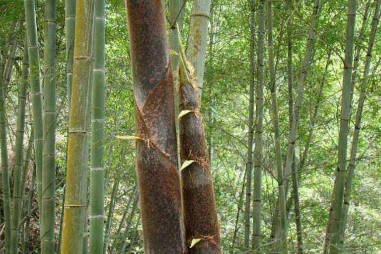 还有竹精神_竹子_竹画_形象