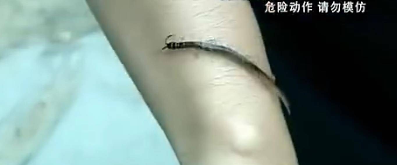 原创2011年广东一位奇人可以生吃活蛇活蜈蚣他为什么不怕中毒