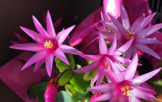 原创趁着天暖扦插2种花一片叶子扔土里10天生根发芽当年开花