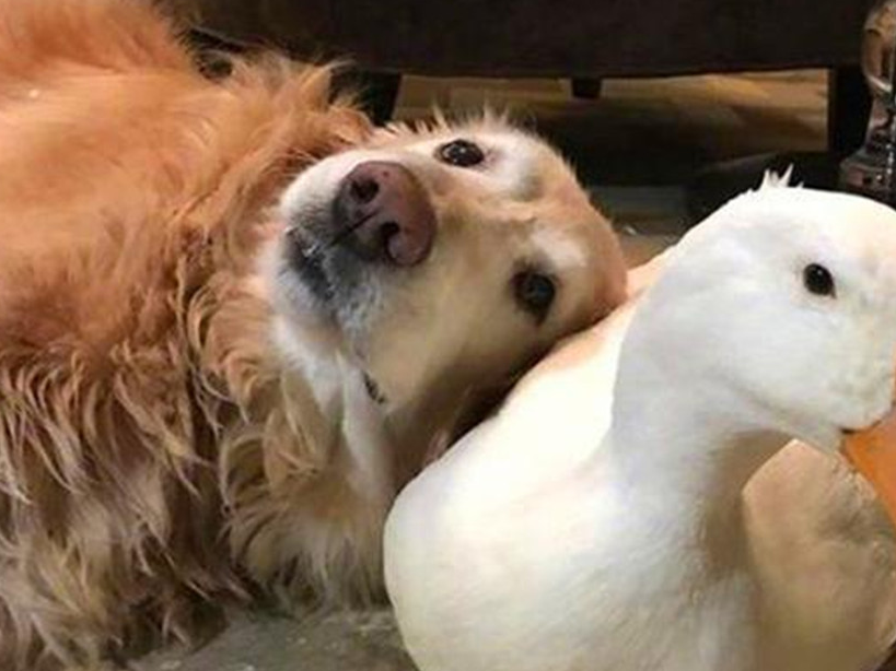 着香味它来到了白鸭的地盘,趁白鸭不注意的时候把它的鸭饲料吃光了