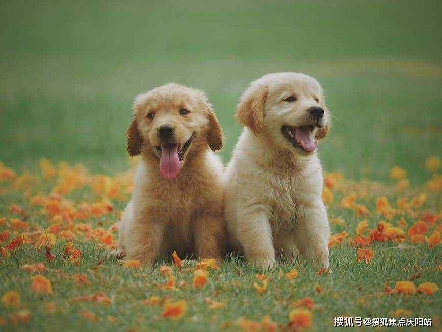 研究品种:金毛犬分为英系和美系,两个品种都有着不同的特点和长 