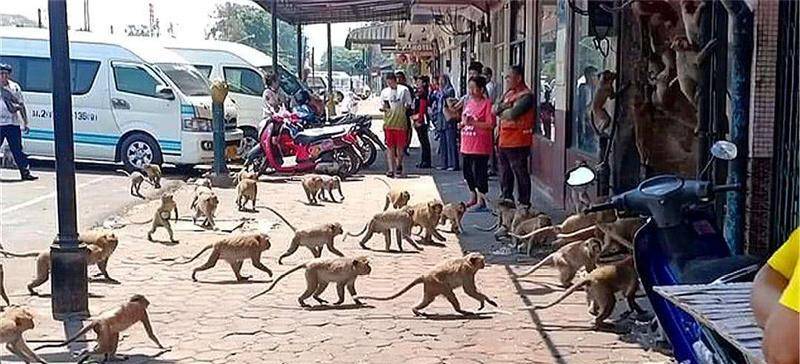 原创猴子比人还金贵杀人越货的印度猴子究竟是怎么练成的